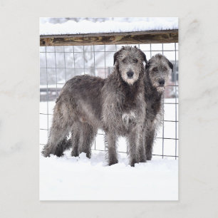 Carte Postale Wolfhounds irlandais en neige