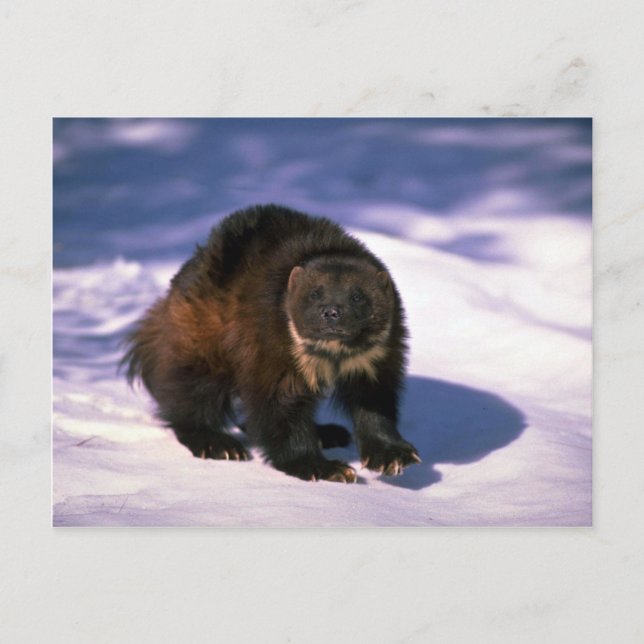 Carte Postale Wolverine sur neige (Devant)