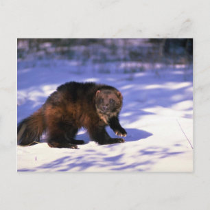 Carte Postale Wolverine sur neige