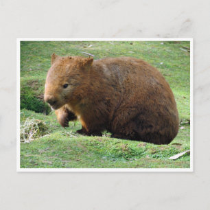 Carte Postale wombat
