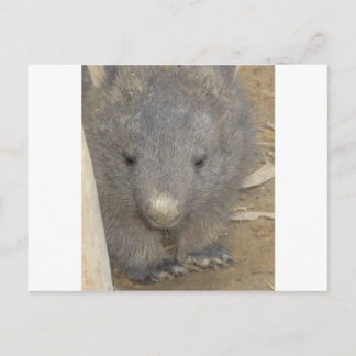 Carte Postale Wombat