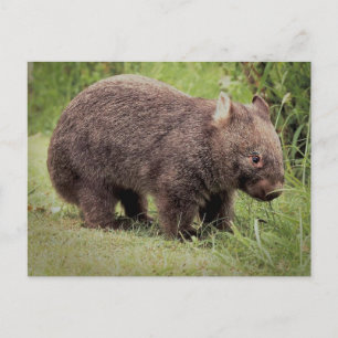 Carte Postale Wombat australien