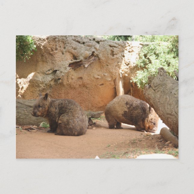 Carte Postale Wombat Heaven (Devant)