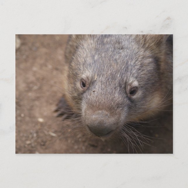 Carte Postale Wombat Kiss (Devant)