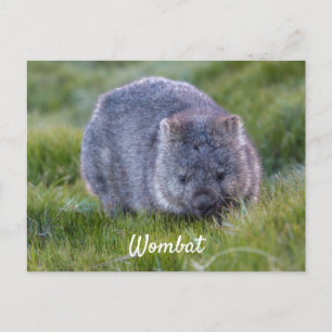 Carte Postale Wombat Mignon Personnalisé Animal Tasmanie Austral