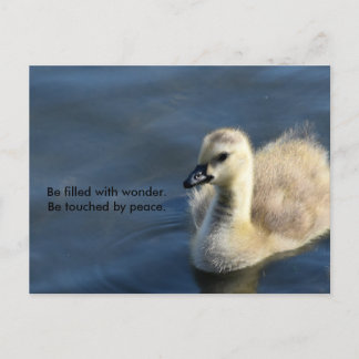 Carte Postale Wonder and Peace