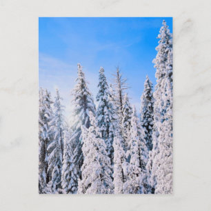 Carte Postale Wonderland Pine Trees en Neige