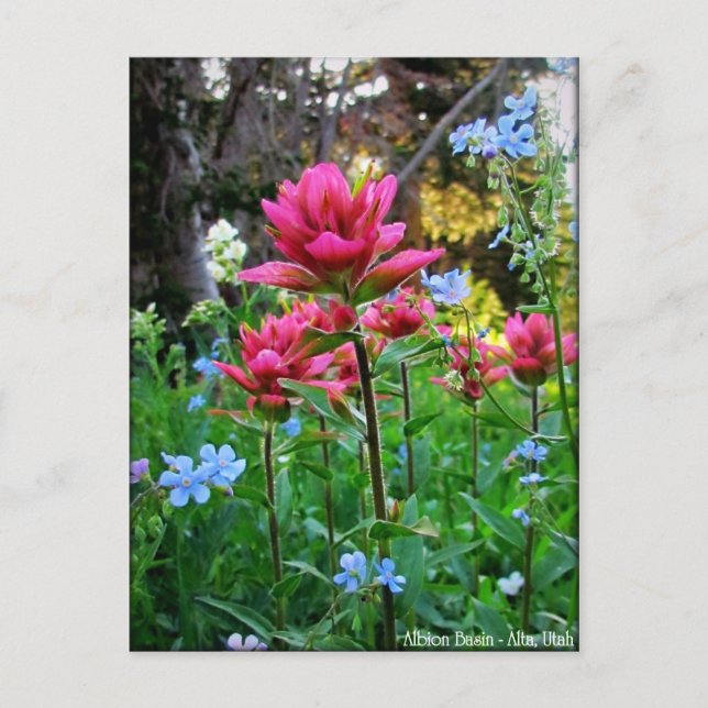 Carte Postale Wondrous Fleurs sauvages (5) (Devant)
