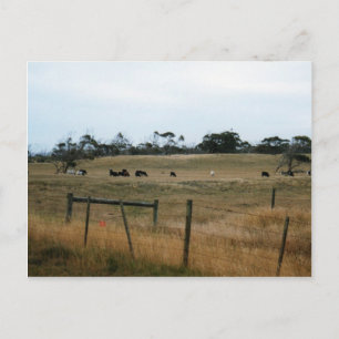 Carte Postale Wonthaggi