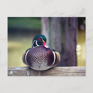 Carte postale Wood Duck