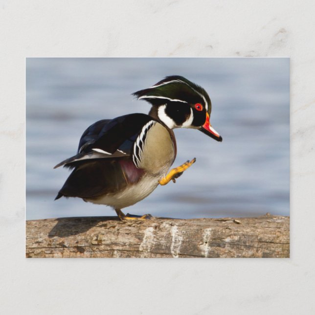Carte Postale Wood Duck (Devant)