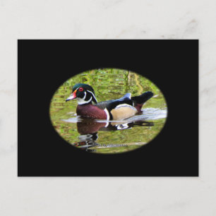 Carte postale Wood Duck