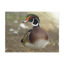 Carte postale Wood Duck