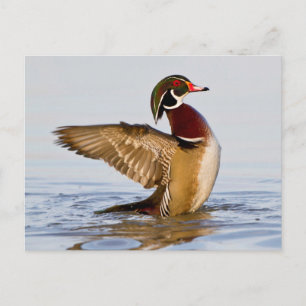 Carte Postale Wood Duck mal flapping wings in wetland
