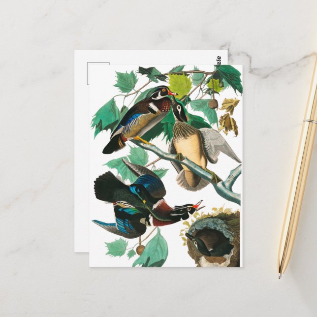 Carte Postale Wood Duck par John James Audubon (Devant/Arrière en situation)