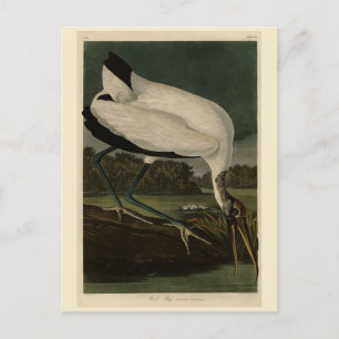 Carte Postale Wood Ibiss (Ibis, Stork) : Audubon Birds of Americ