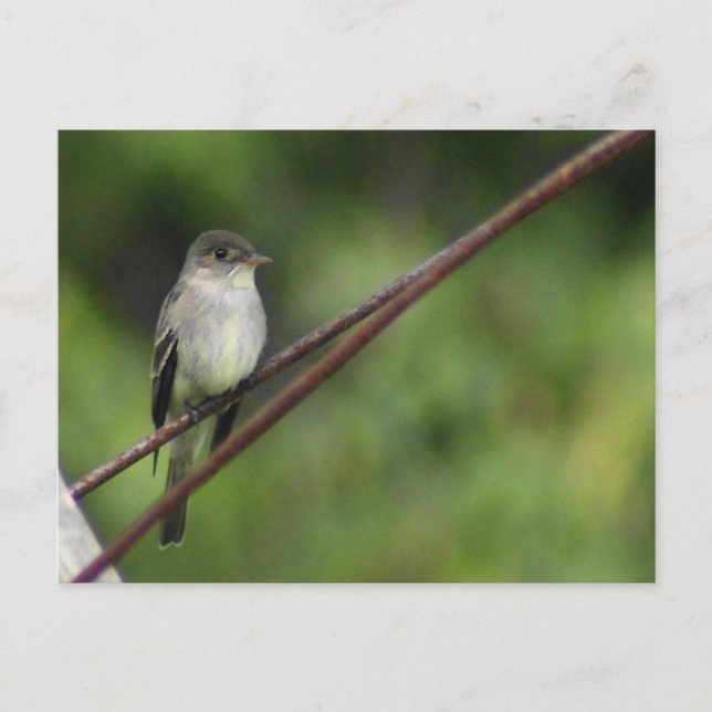 Carte postale Wood Peewee (Devant)