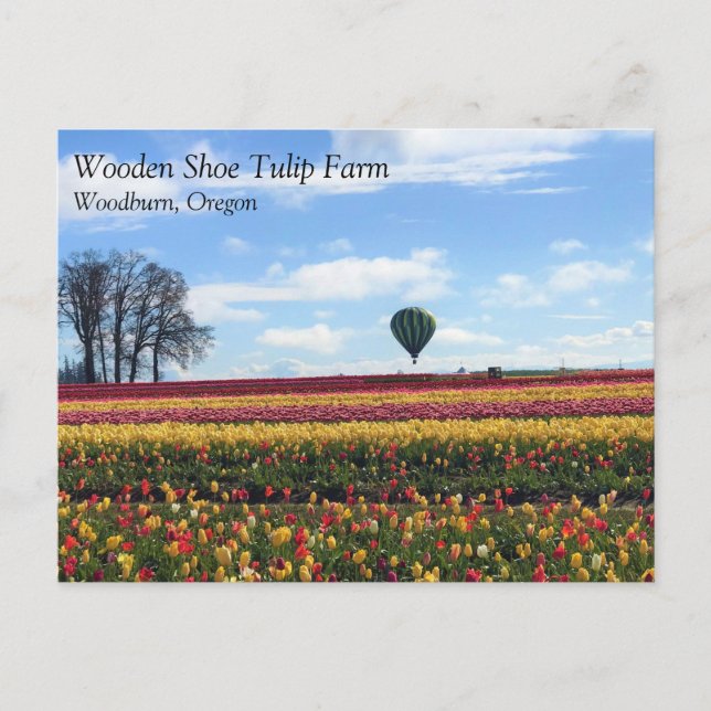 Carte Postale Wooden Shoe Tulip Farm, Woodburn, Oregon (Devant)