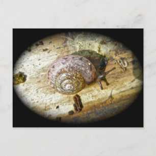 Carte postale Woodland Snail