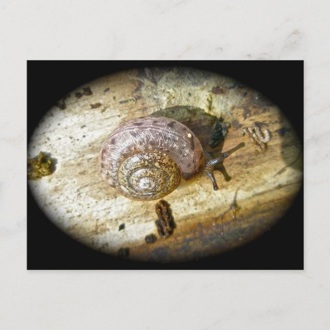 Carte postale Woodland Snail (Devant)