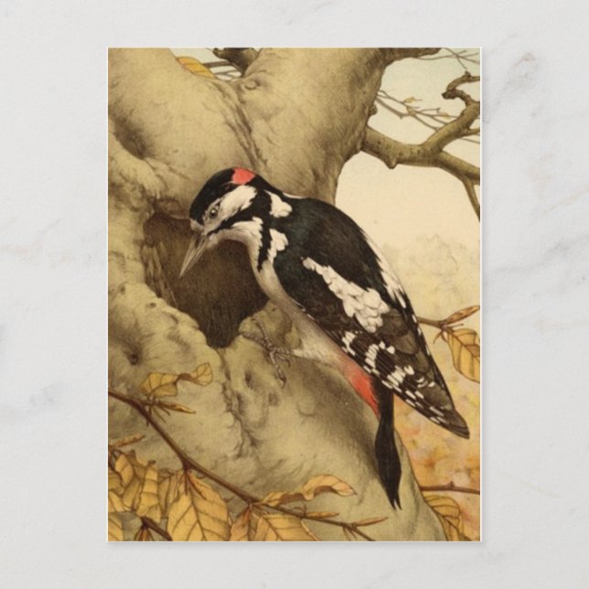 Carte postale Woodpecker (Devant)