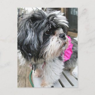 CARTE POSTALE WOOF !
