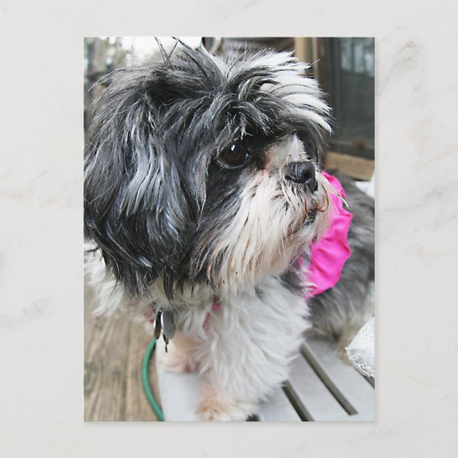 CARTE POSTALE WOOF ! (Devant)