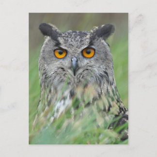 Carte Postale Wowl