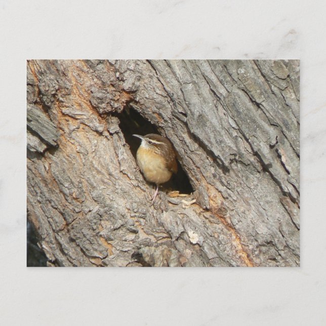 Carte Postale Wren. (Devant)