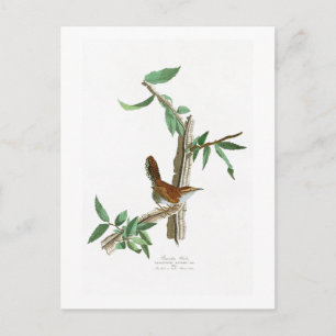 Carte Postale Wren de Bewick John James Audubon Birds of America