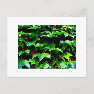 Carte Postale Wrigley Field Ivy