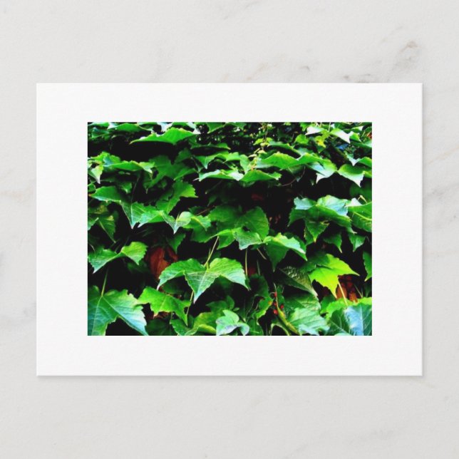 Carte Postale Wrigley Field Ivy (Devant)