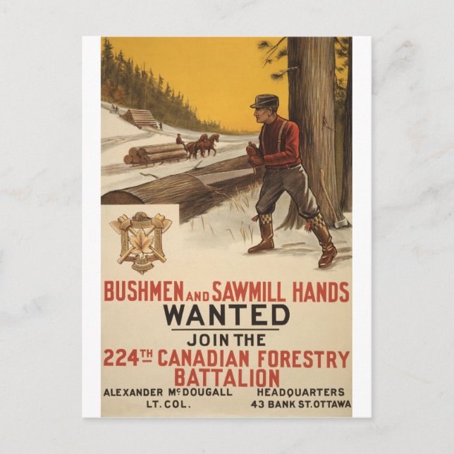 Carte Postale WW I ~ 224e Bataillon forestier canadien 1915 (Devant)