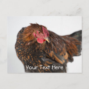 Carte Postale Wyandotte Chicken