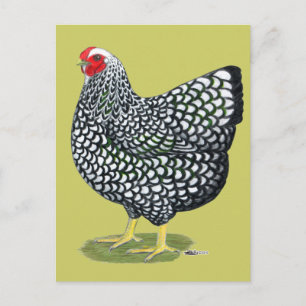 Carte Postale Wyandotte : Hen argenté