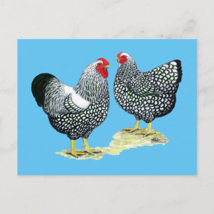 Carte Postale Wyandottes Paire en argent