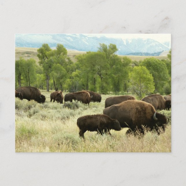 Carte Postale Wyoming Bison Nature Animal Photographie (Devant)