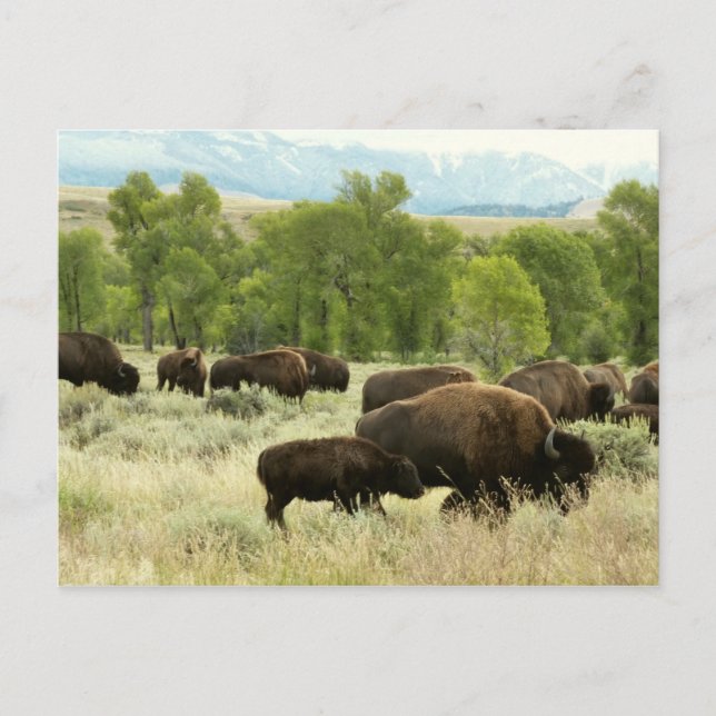 Carte Postale Wyoming Bison Nature Animal Photographie (Devant)