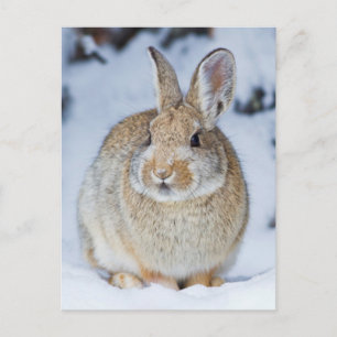 Carte Postale Wyoming, comté de Sublette, lapin de Nuttall