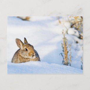 Carte Postale Wyoming, comté de Sublette, lapin de Nuttall