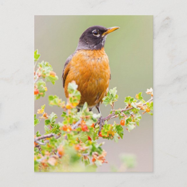 Carte Postale Wyoming, Comté De Sublette, Un Robin Américain (Devant)