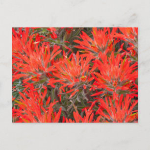 Carte Postale Wyoming, Lincoln County, Desert Paintbrush