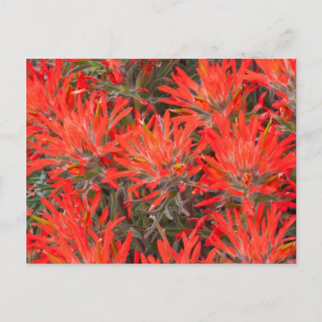 Carte Postale Wyoming, Lincoln County, Desert Paintbrush (Devant)