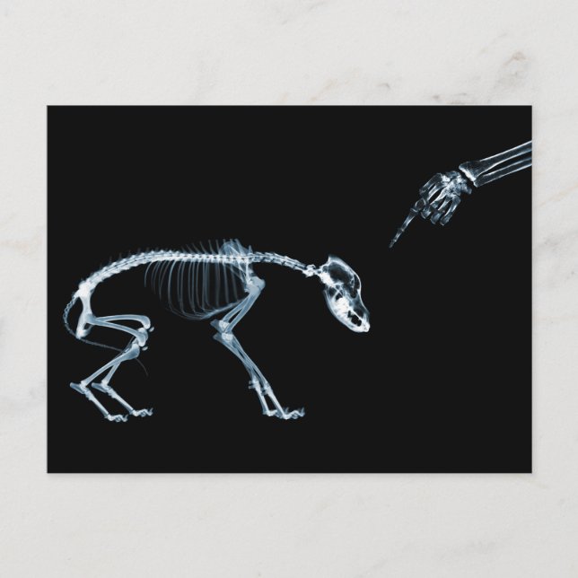 Carte Postale X-Ray Skeletons Bad Chien bleu (Devant)