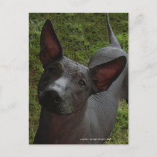 Carte Postale Xoloitzcuintli