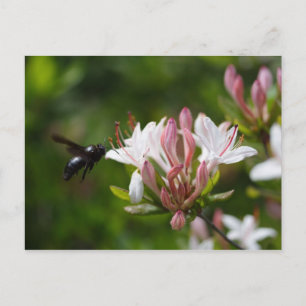 Carte Postale Xylocopa iris