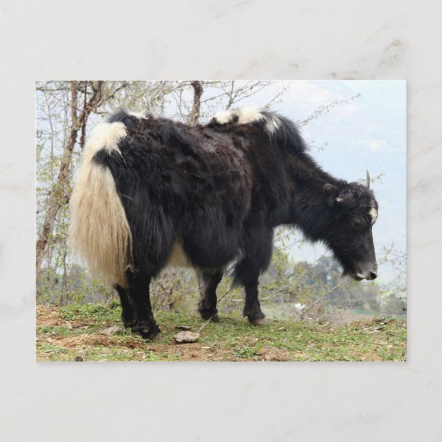 Carte Postale yak (Devant)