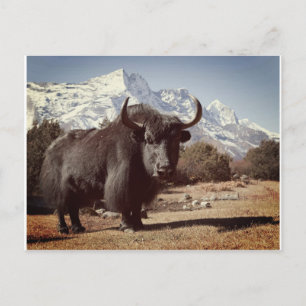 Carte Postale Yak