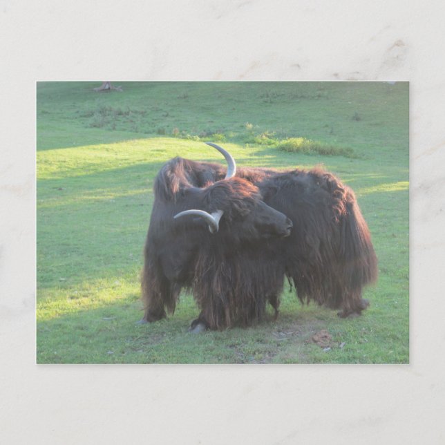 Carte Postale Yak (Devant)