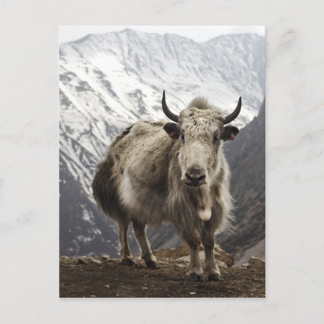 Carte Postale Yak au Népal (Devant)